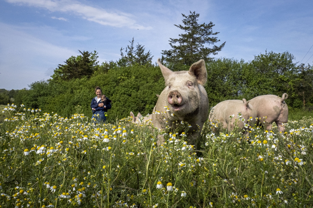 pigs on organic farm