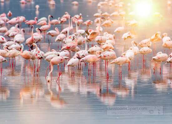 pink flamingos in african lake