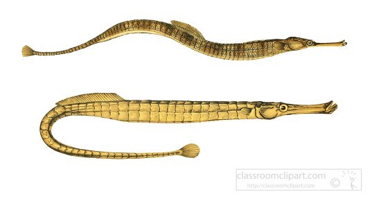 pipefish fish clipart illustration