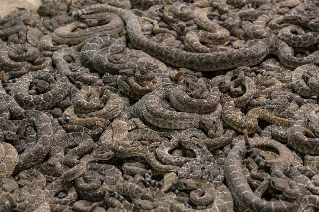 pit of viper snakes