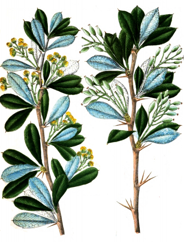 berberidaceae
