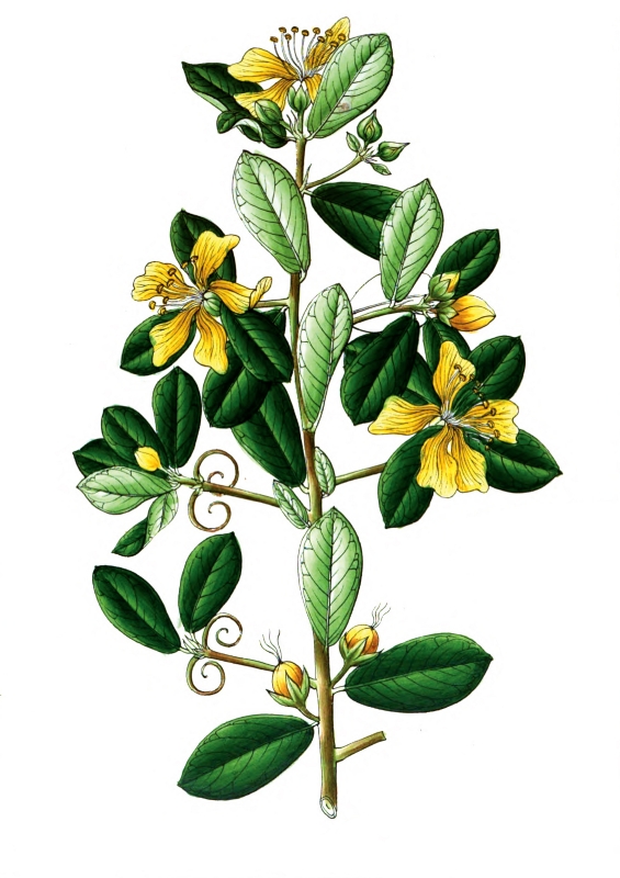 plant illustration hugoniaceae