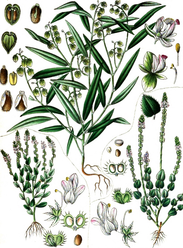 plant illustration polugalecae