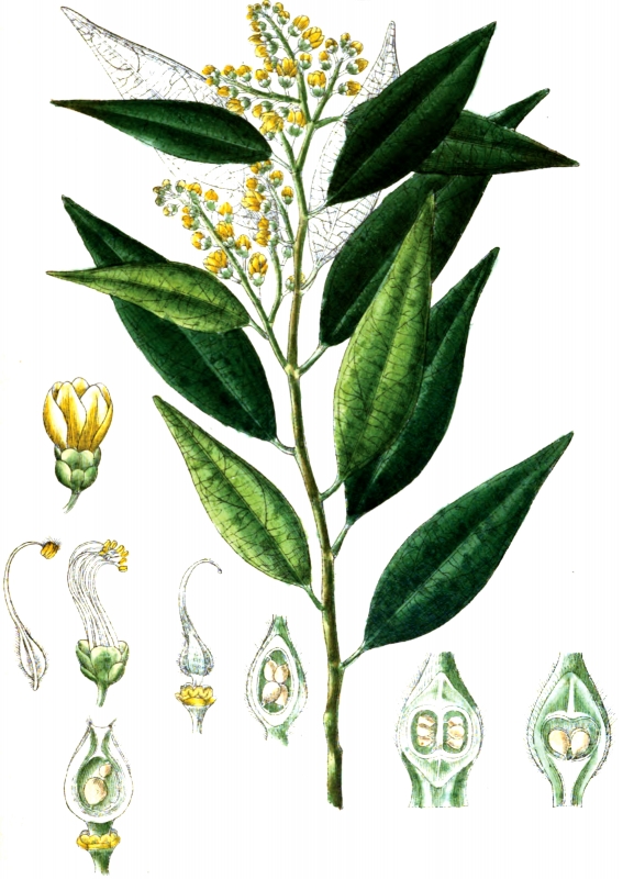 plant illustration polygalecae
