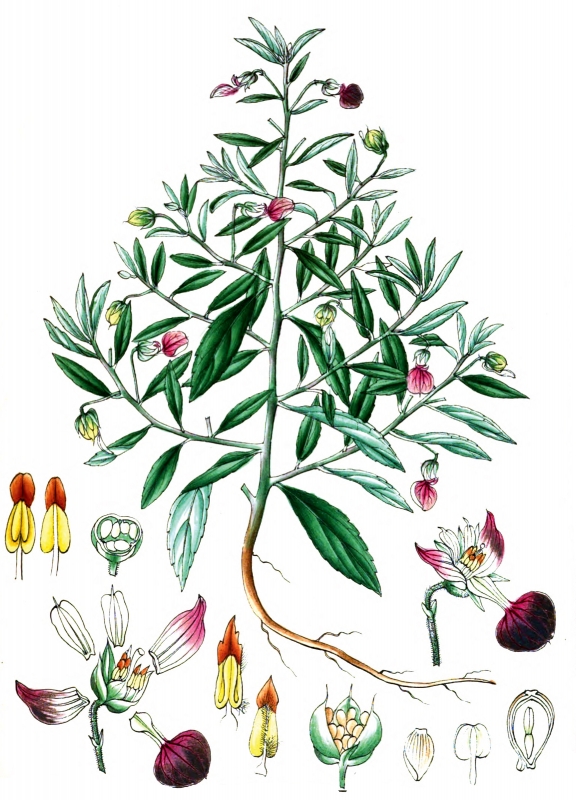 plant illustration Violarieae