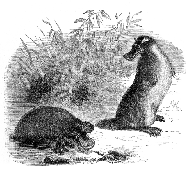 platypus illustration