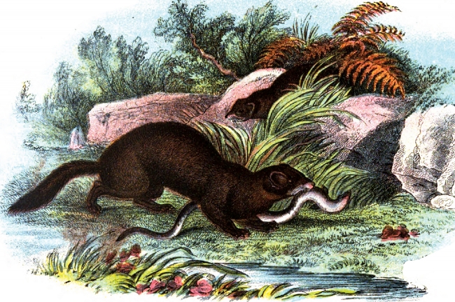 Polecat Hunting A Snake Color Illustration