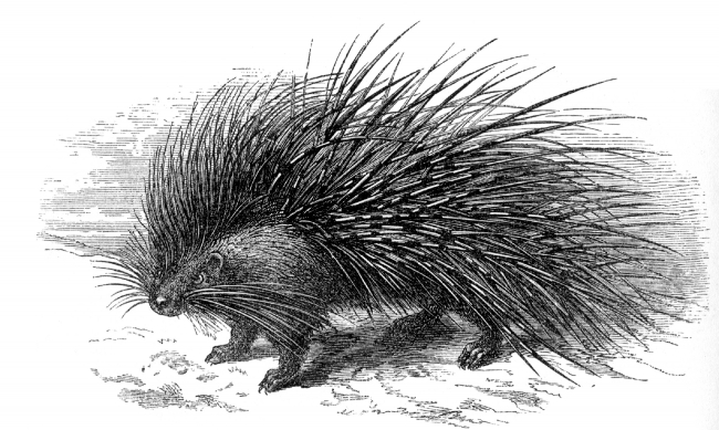 porcupine illustration