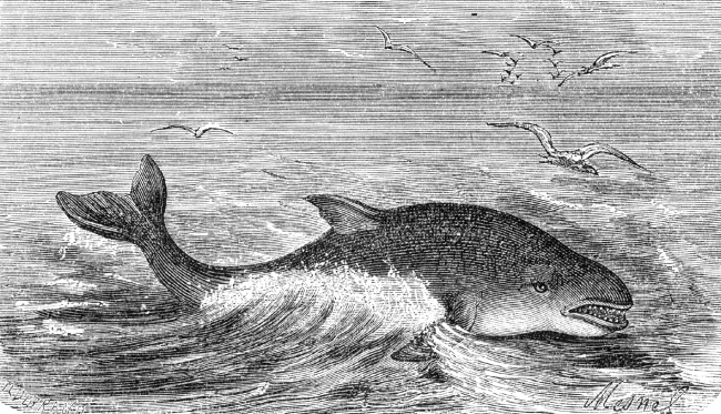 porpoise illustration