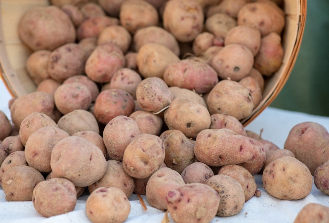 Potatoes From Bag Lying On Wooden Boards