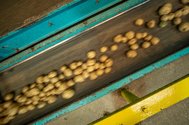 Potatos prepared for food processing