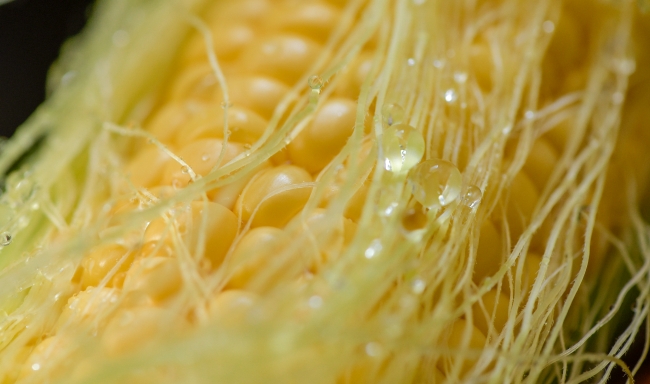 preparing fresh yellow corn to cook photo