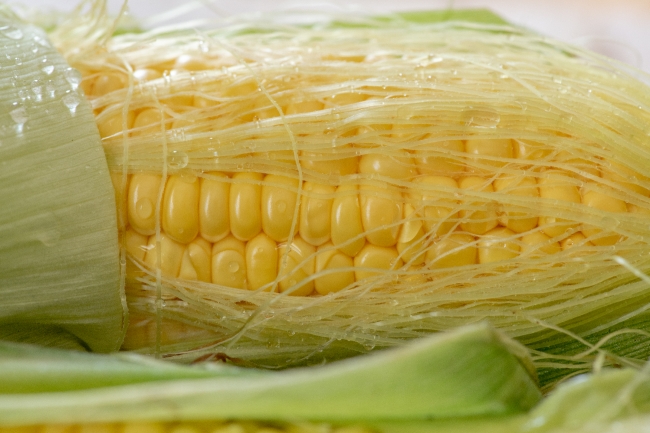 preparing fresh yellow corn to cook photo