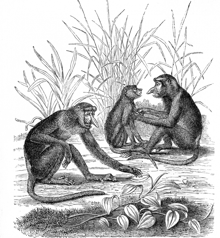 proboscis monkey illustration