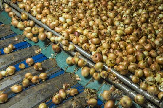 Processing of vidallai onions