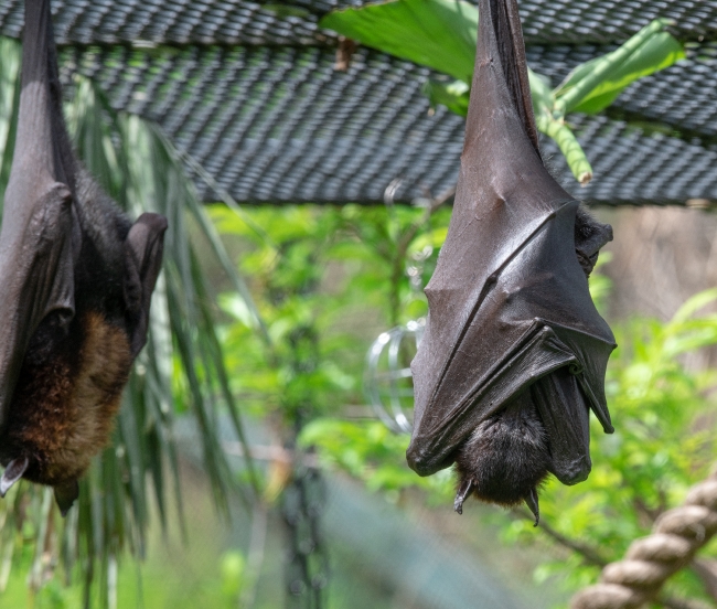 pteropus hypomelanus island flying fox bat