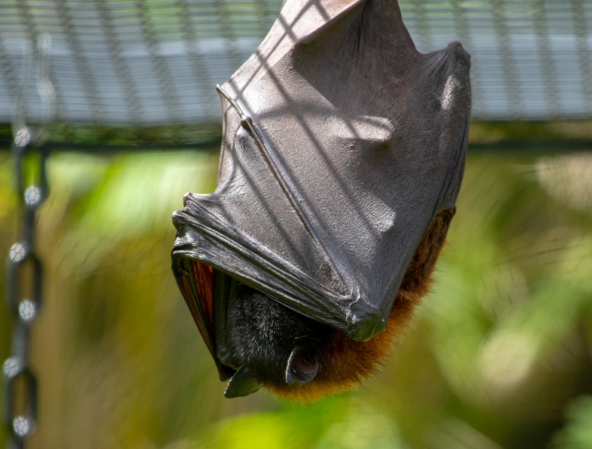 pteropus hypomelanus island flying fox bat photo