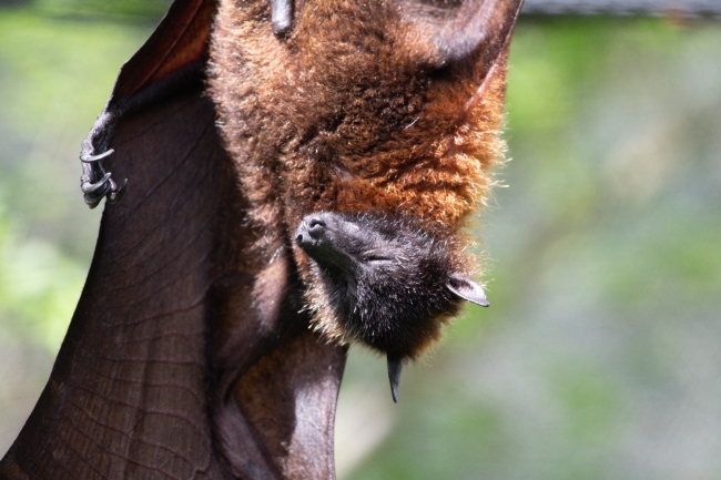 pteropus hypomelanus island flying fox bat photo