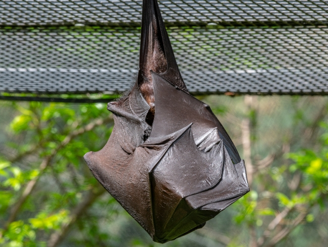 pteropus hypomelanus island flying fox bat photo