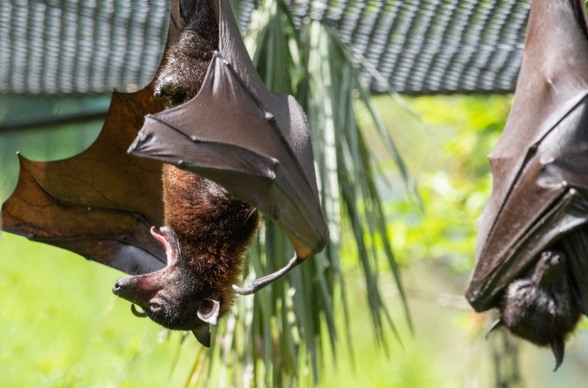 pteropus hypomelanus island flying fox bat photo