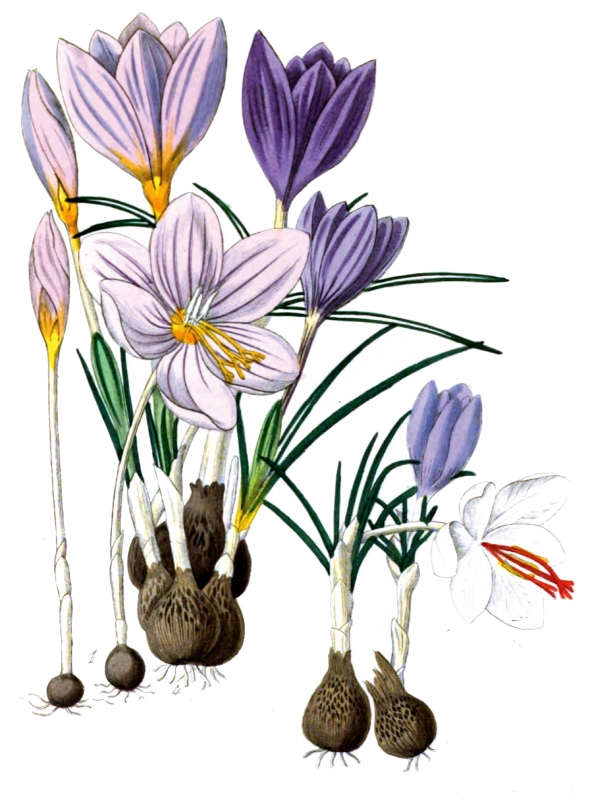purple flower bulbs illustration