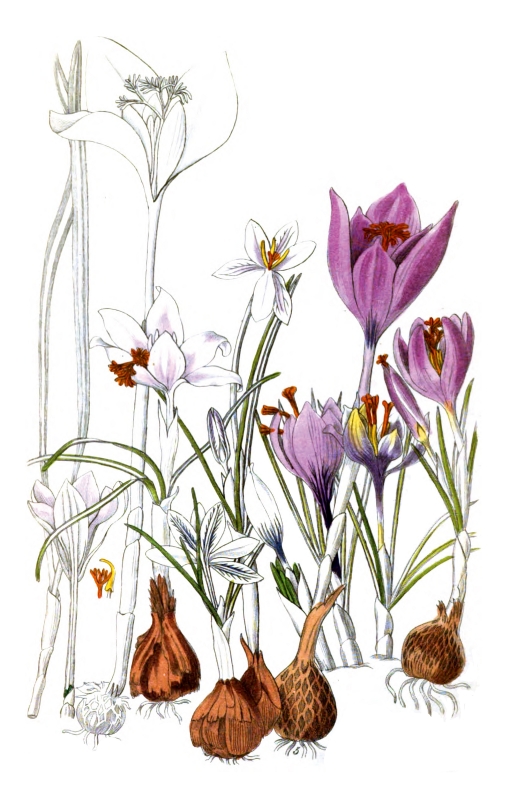 purple flowers with bulbs illustration