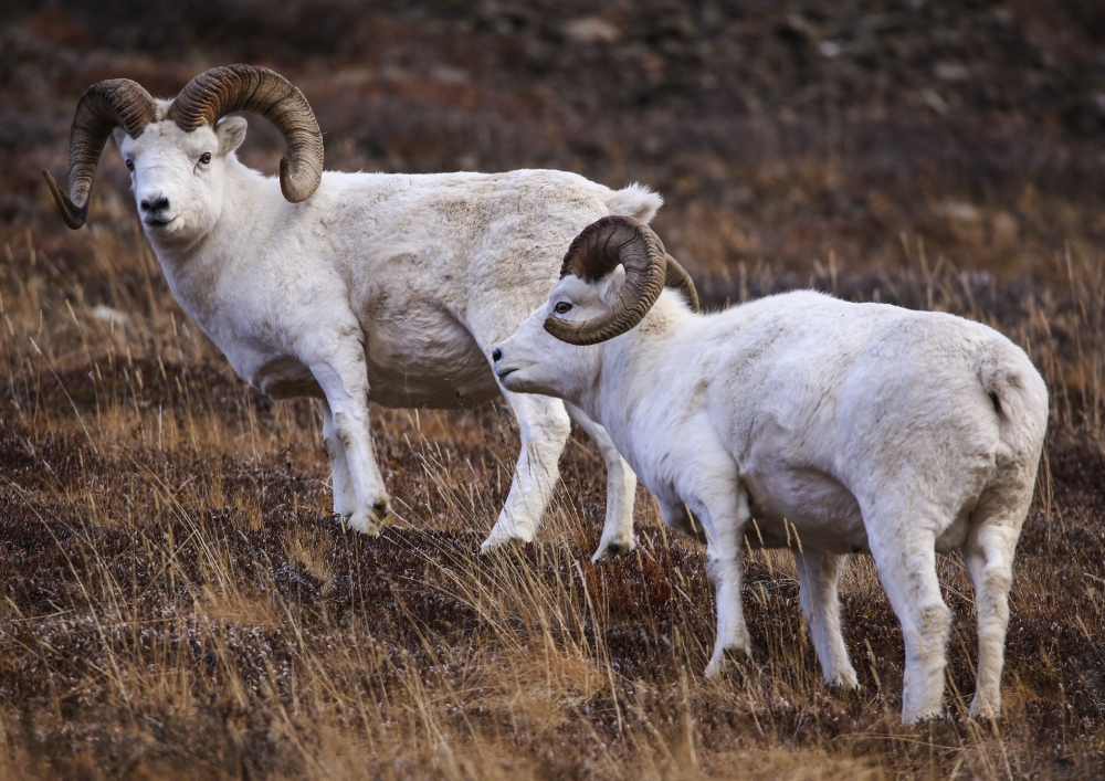 Rams seen on a mountain in Igloo Canyon on Tuesday,