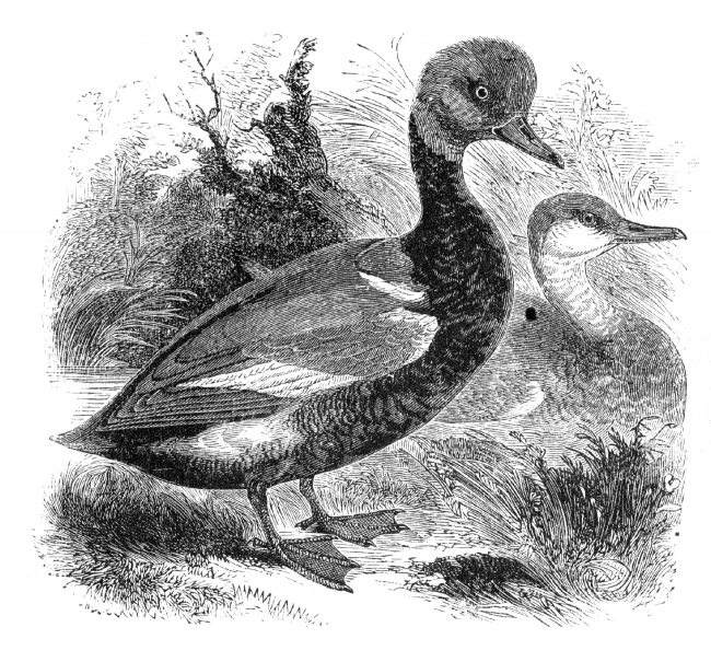 red crested whistling duck bird illustration duck