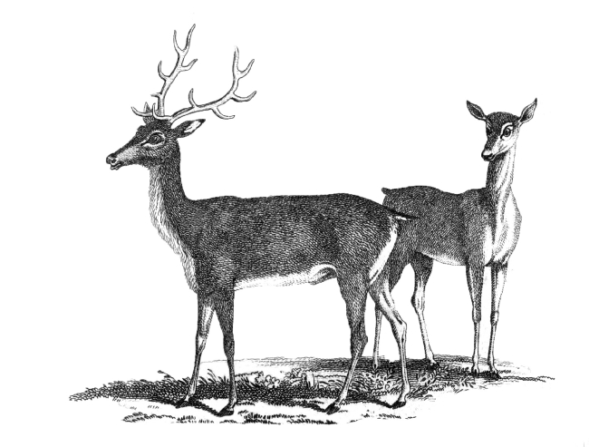 Red Deer Illustration