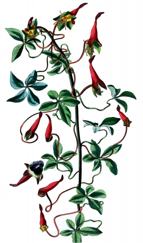 red flower on viney plant illustration