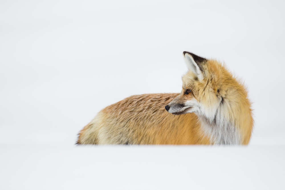 red fox hunting near mud volcano_28130181409_o