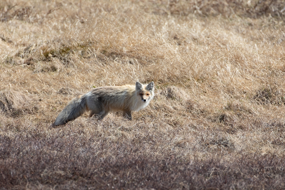 Red fox on alaskan tundra.