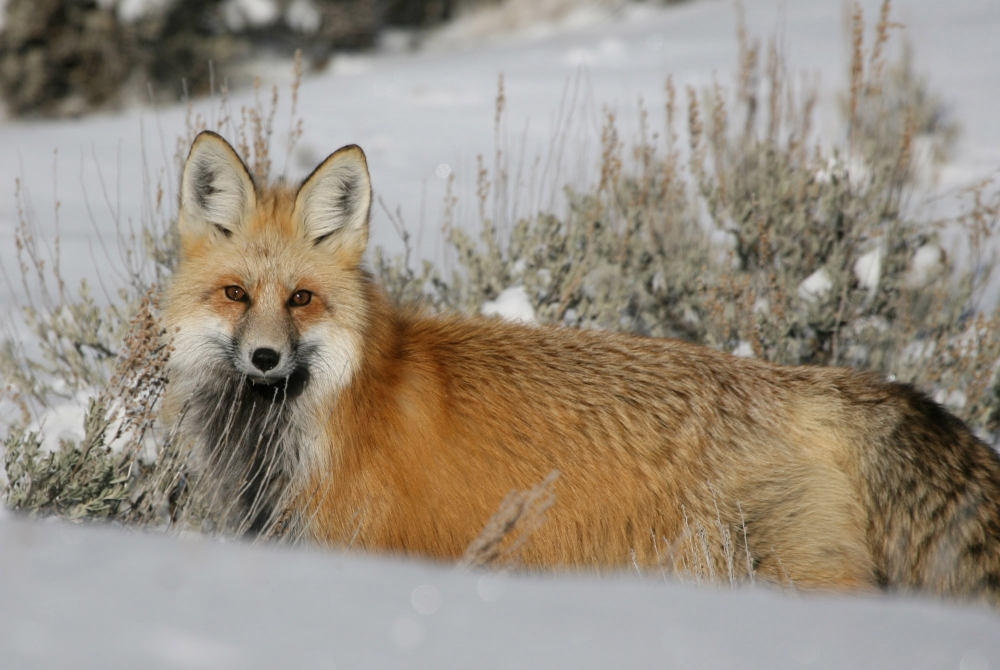 red fox relaxing in snow