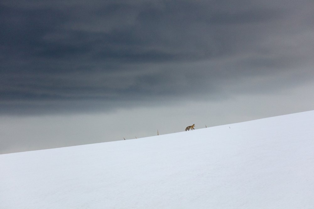 red fox runs the ridgeline snow filled plateau trail