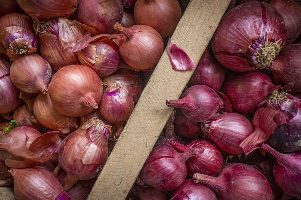 red onions for sale at vegetable farm