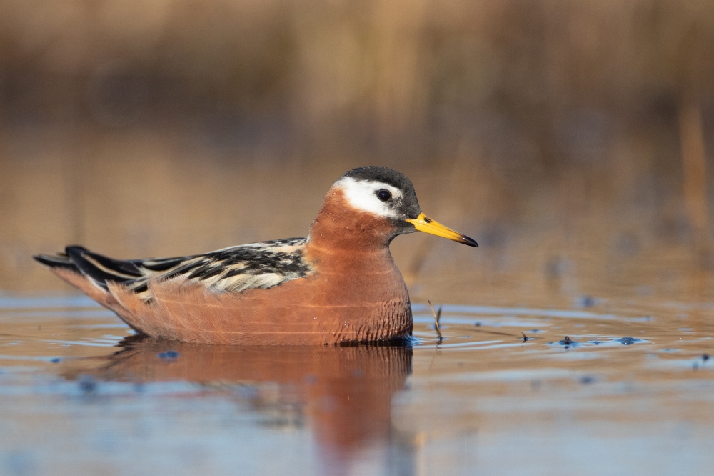 red phalarope female on water