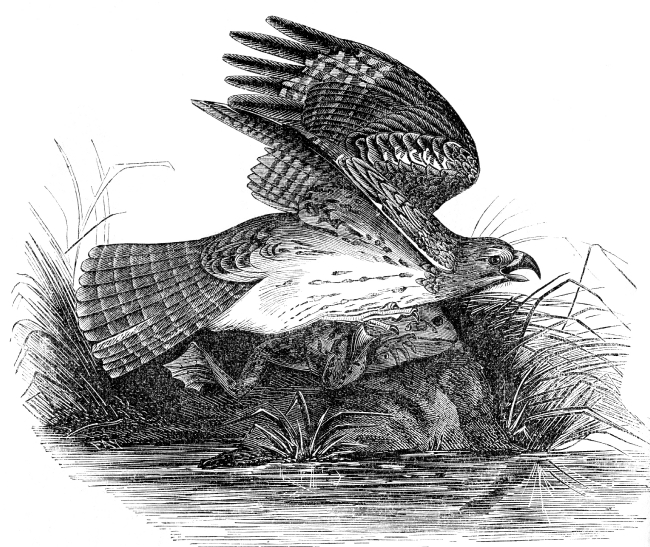 red shouldered hawk bird illustration