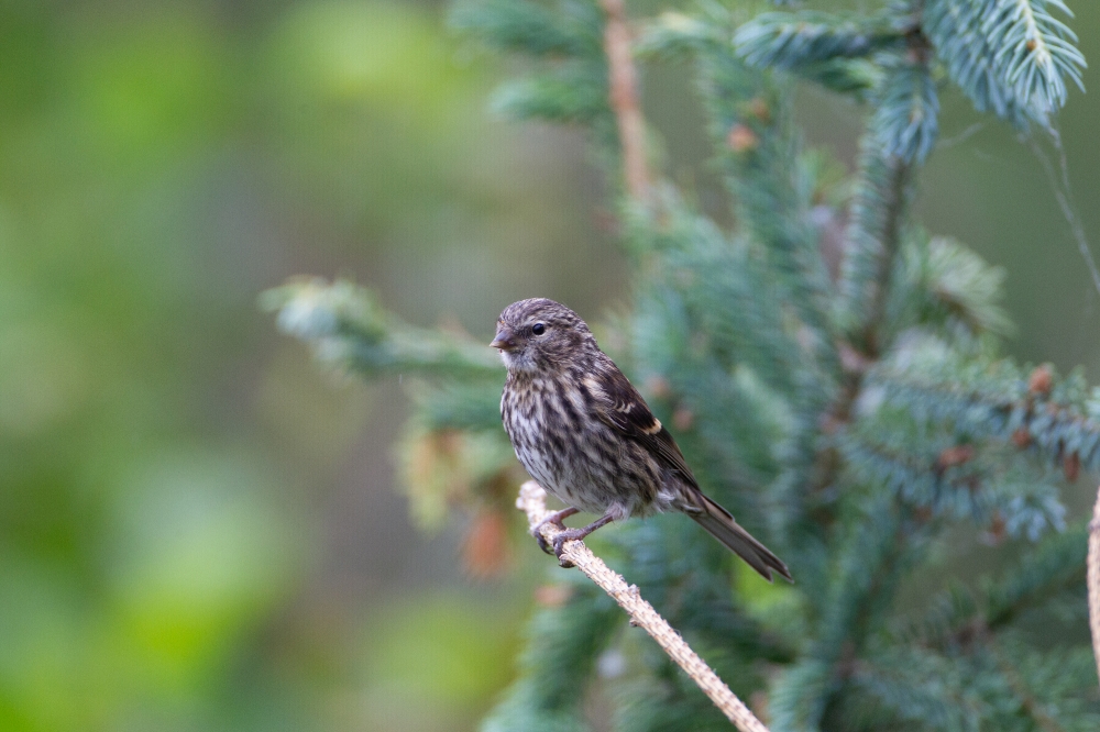 redpoll juvenile in tree