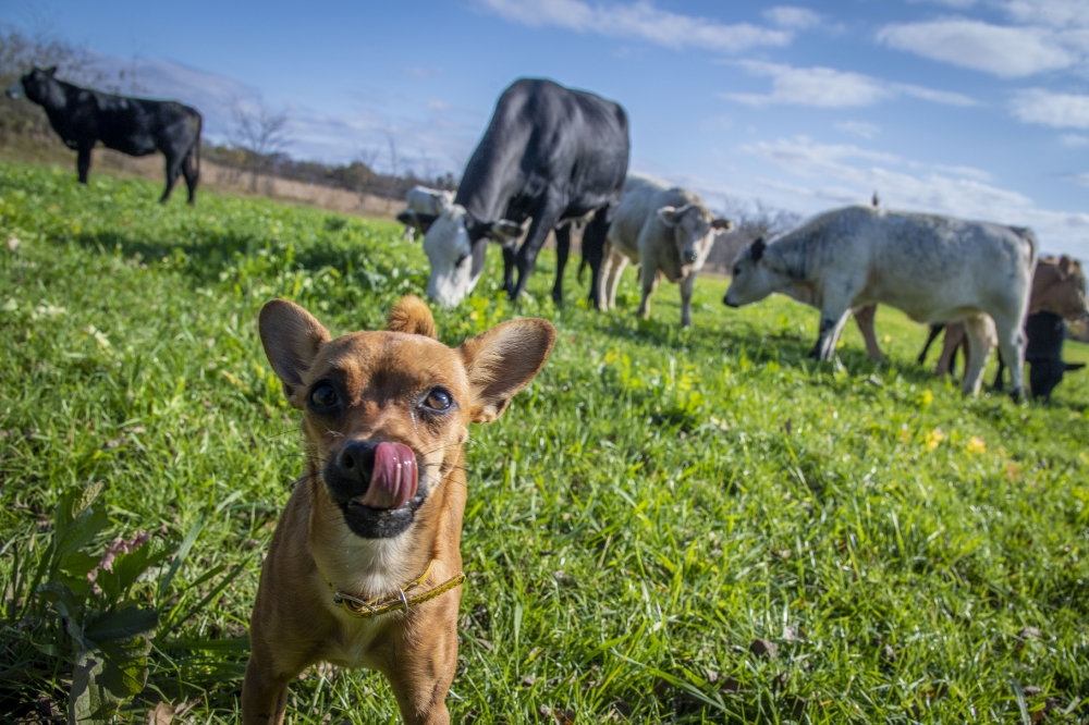 Reindeer Chihuahua near cattle