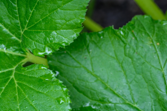 reticulate serrate squash leaf