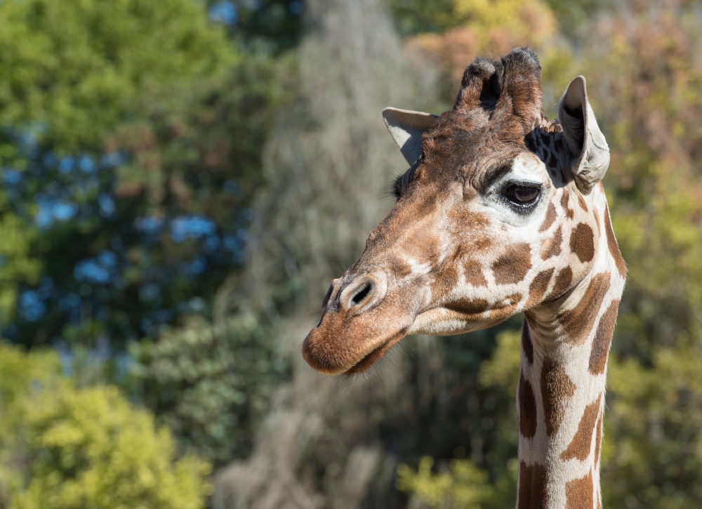 reticulated giraffe photo 699E