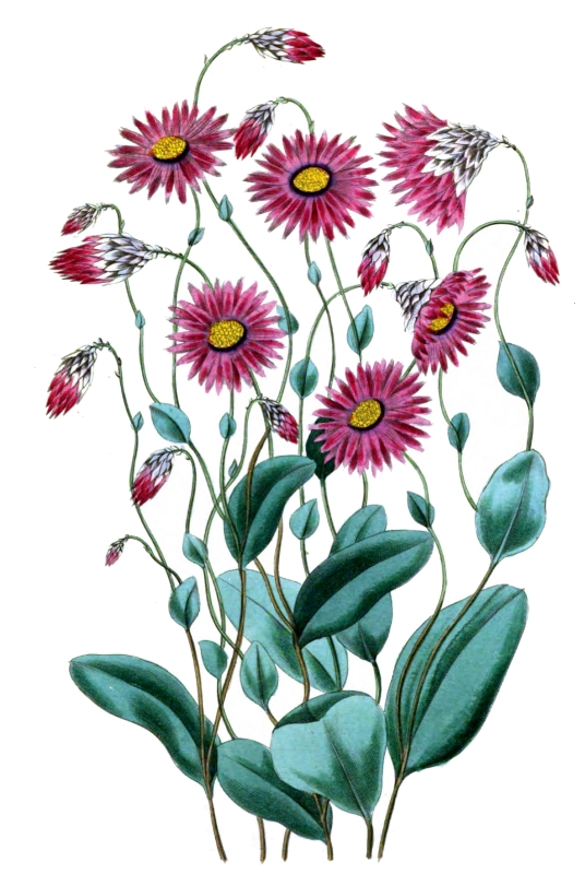 rhodanthe flower illustration