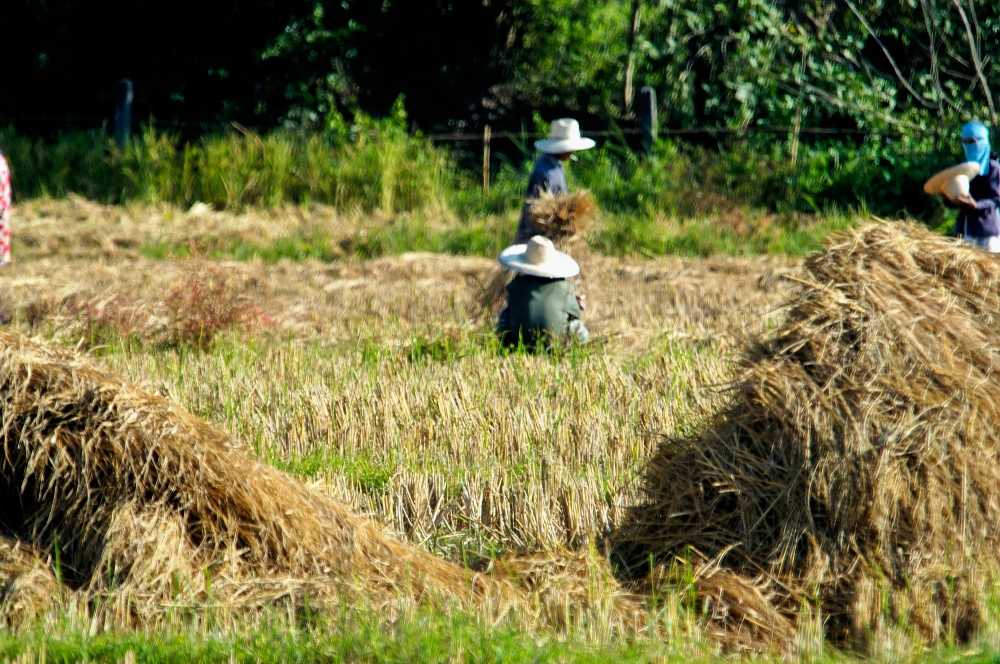 rice paddy thailand 13ae