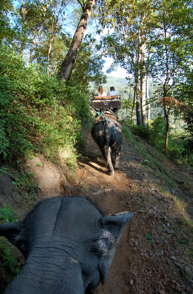 riding elephants n thailand 2065a