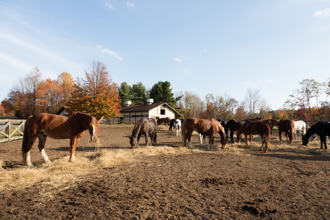 Riding horses at Pipestem Resort State Park