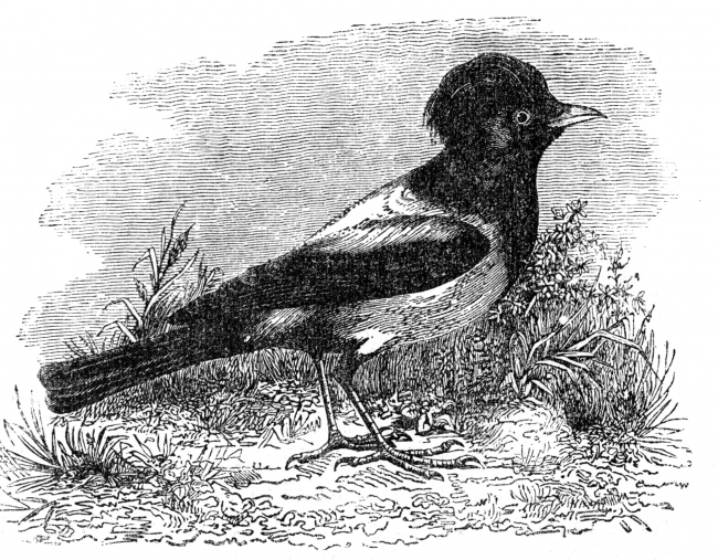 rose pastor engraved bird illustration