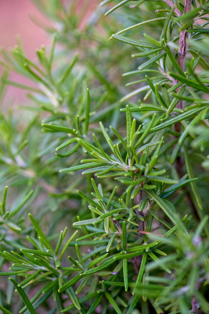 rosemary herb growing in garden 2101