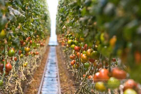 Rows tomatoes growing in greenhouse