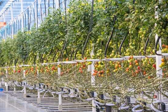 Rows tomatoes growing in greenhouse sytem