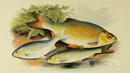 rudd azurine dobule fish clipart illustration